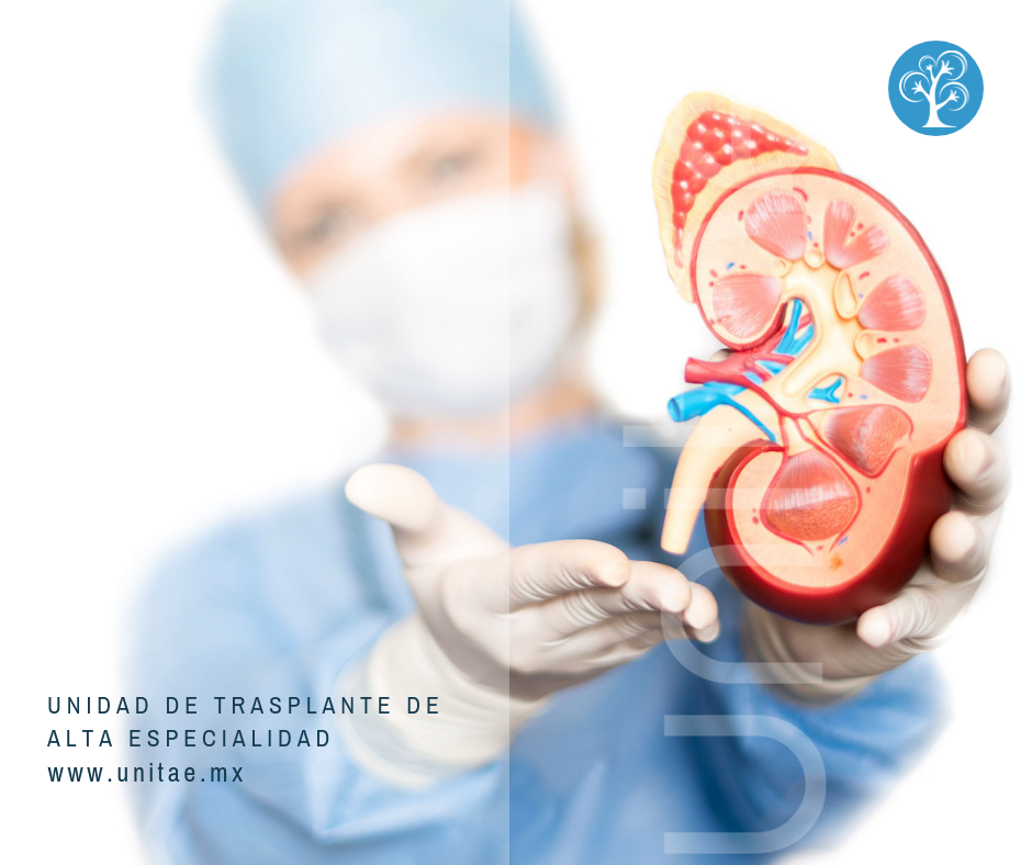 ¿Por qué podría ser necesario un trasplante de riñón?